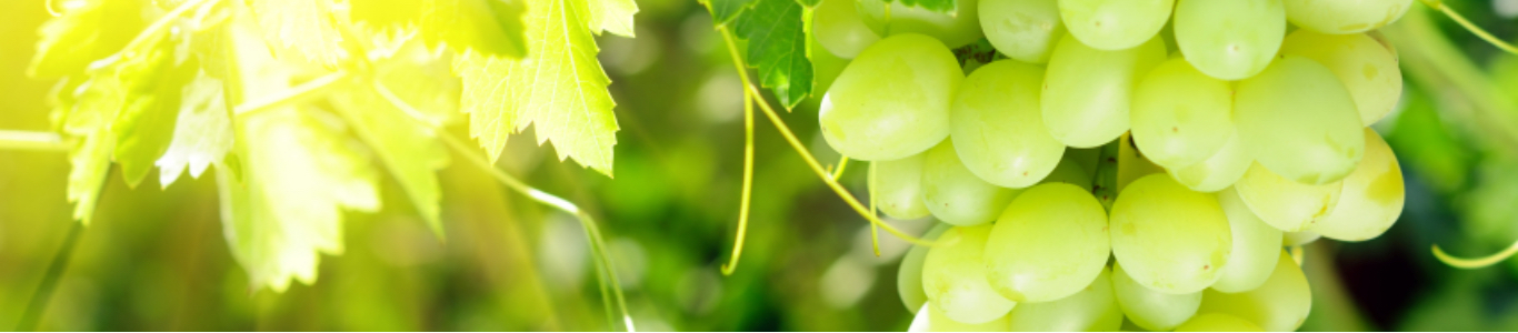 Frische grüne Weintrauben am Rebstock, Sonnenlicht, Sommer Frische grüne Weintrauben am Rebstock, Sonnenlicht, Sommer